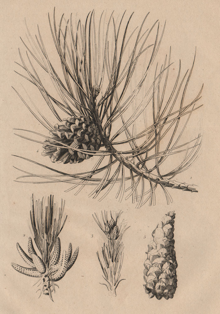 TREES. Pin Laricio. Pinus nigra var. corsicana (Corsican Black Pine) 1834